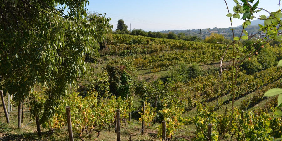 If you are tired of life, then do not bother with Greek wine!