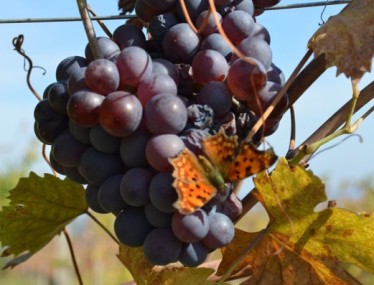 Indigenous Grapes of Greece A Journey through Diversity