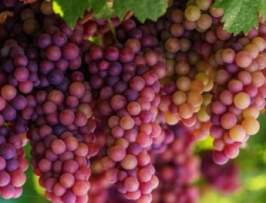 If you are tired of life, then do not bother with Greek wine!