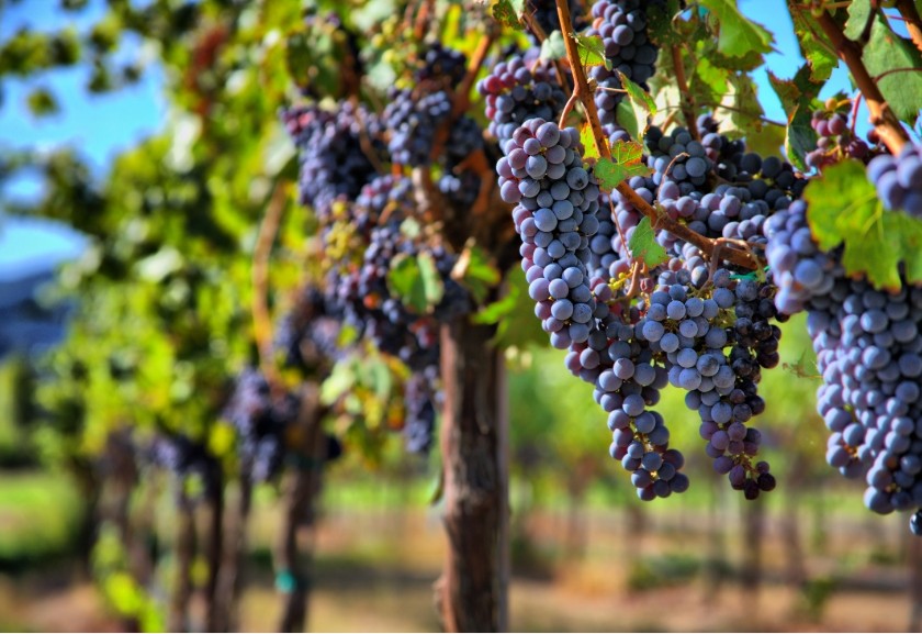 Vegan, Biodynamic, Organic Range